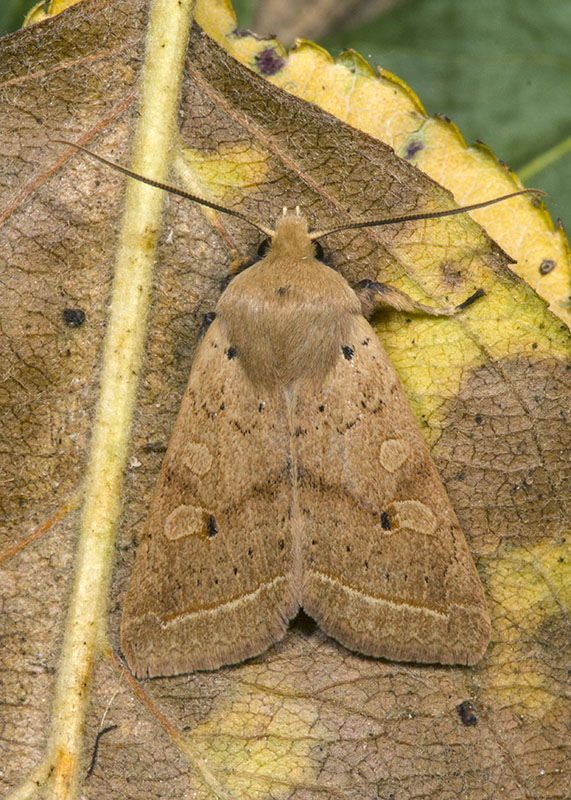 Noctuidae di ottobre